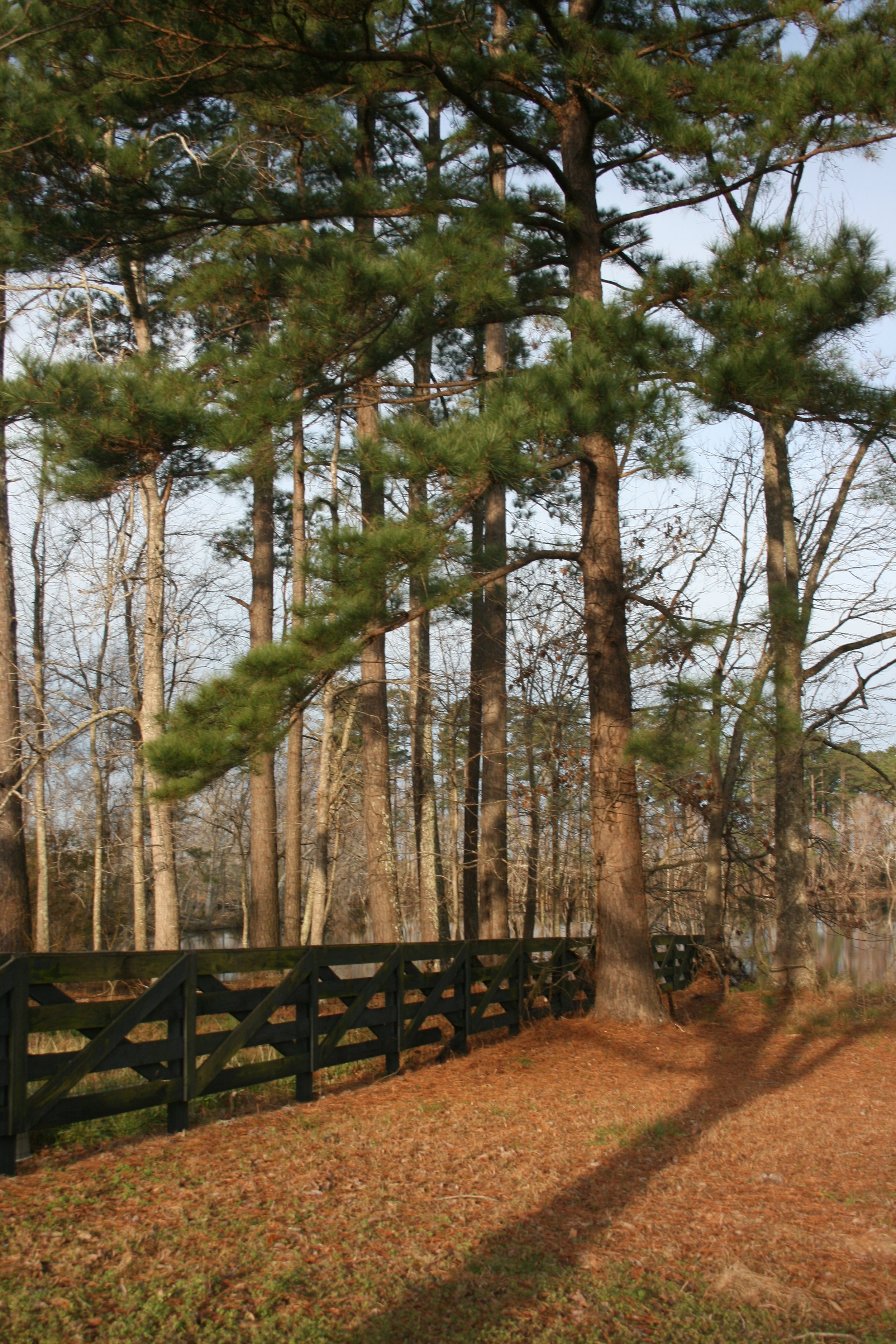Fence with rust.jpg