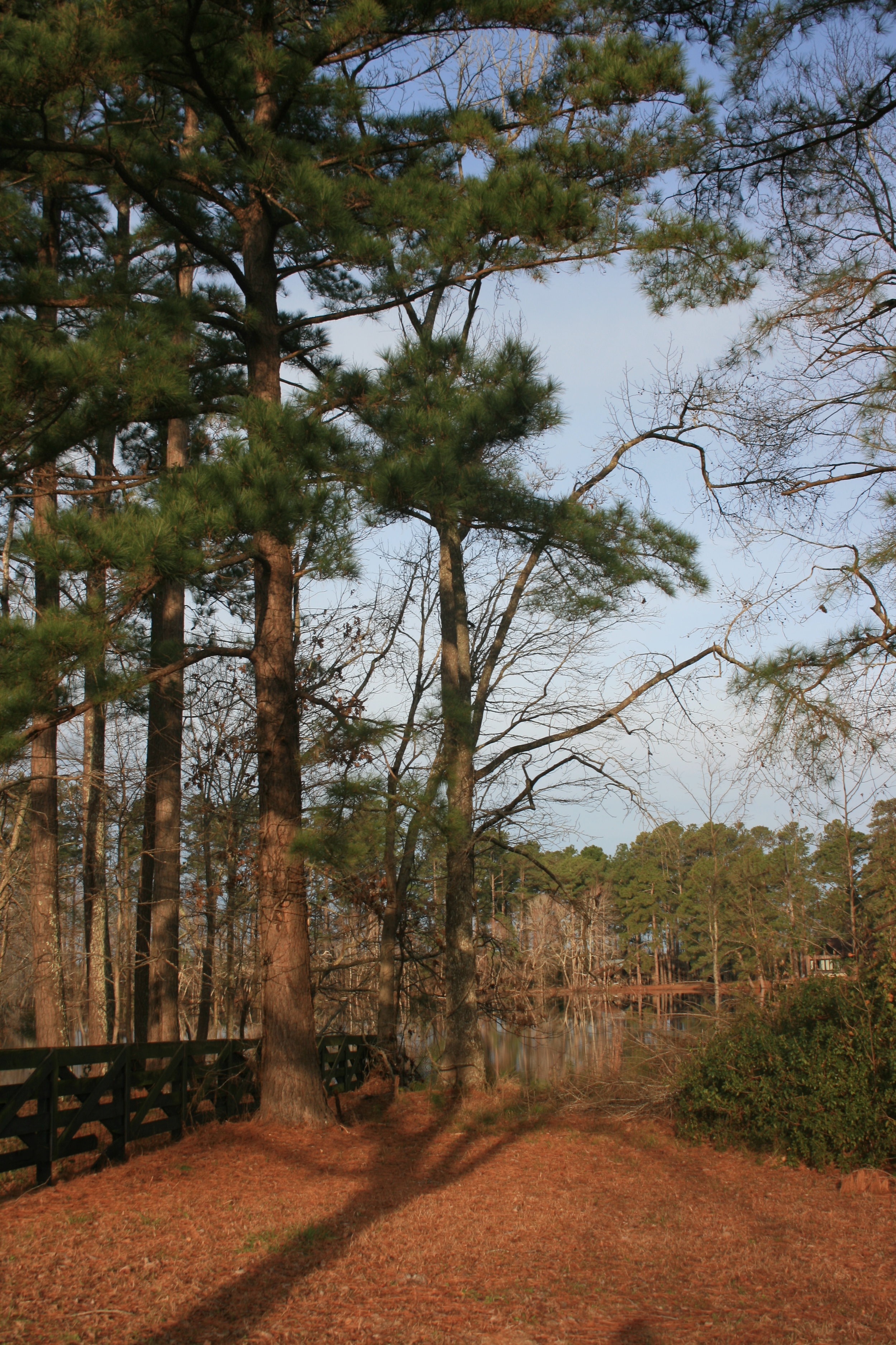 Fence2.jpg