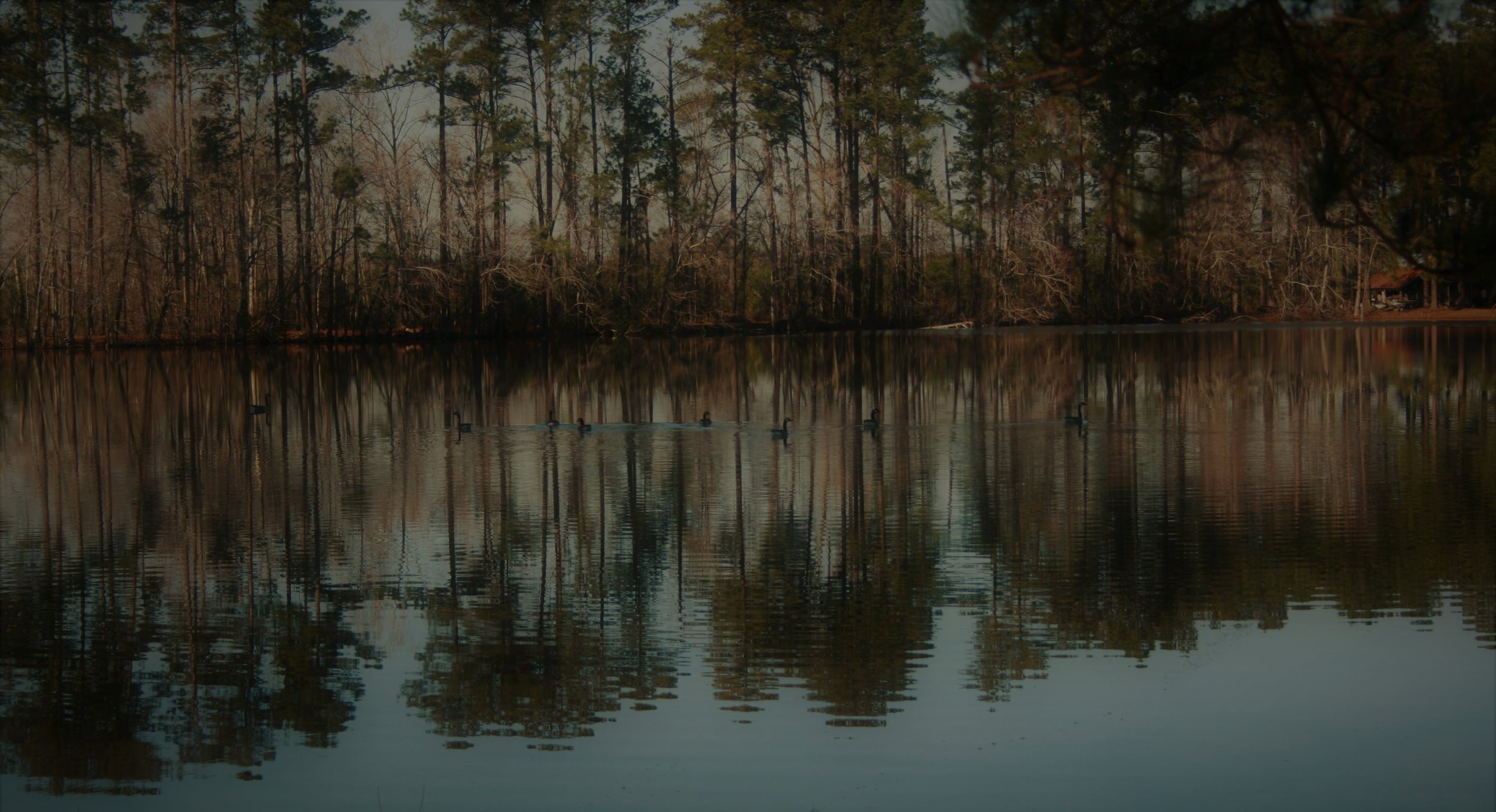 geese-min.jpg